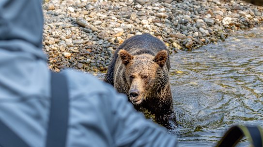 De grizzly richt zijn aandacht op de groep van de schrijver.