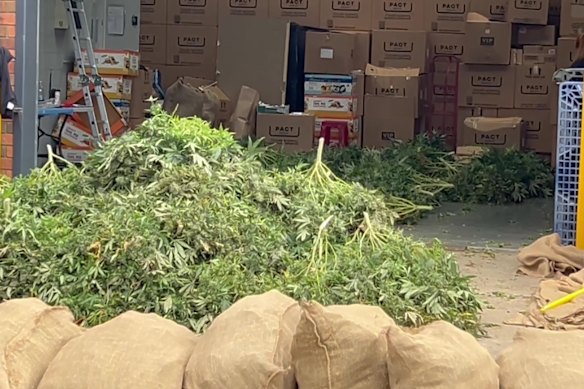 Victoria Police ontmantelt een cannabisoogst in een Mordialloc -fabriek.