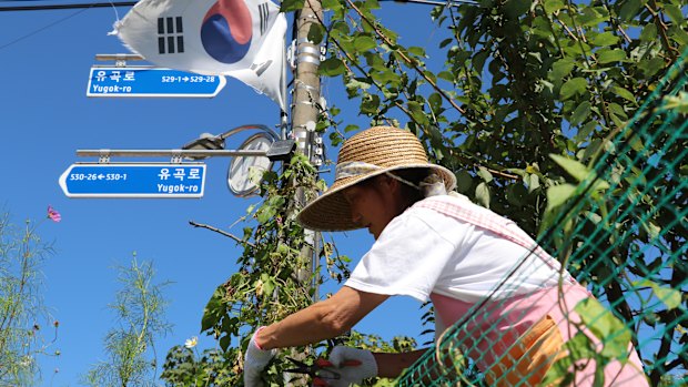 Een vrouw snoeit haar tuin in Yugok-ri.