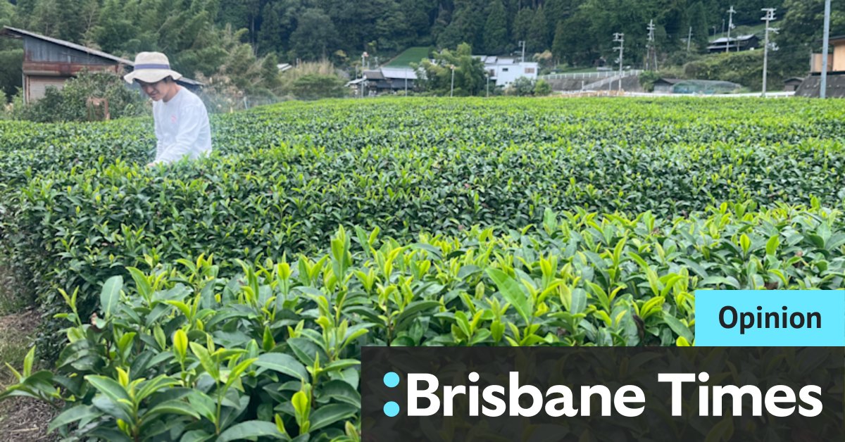 Matcha is een hit en ik bezocht een Japanse theeboerderij om erachter te komen waarom