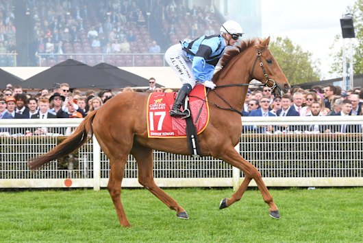 Veteraan Smokin' Romans zal dit jaar als outsider starten in de Melbourne Cup.
