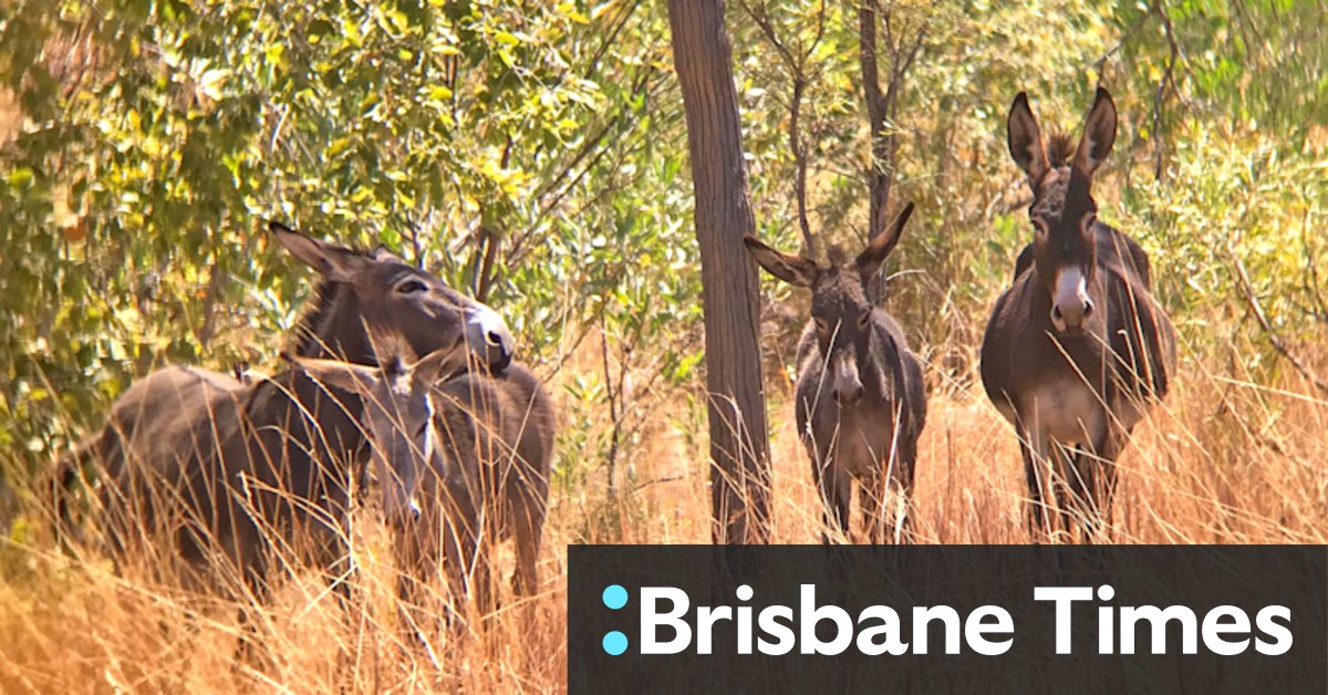 Meer dan 100 ezels worden doodgeschoten nadat de eigenaar van het Kimberley-station een langlopende rechtszaak verliest